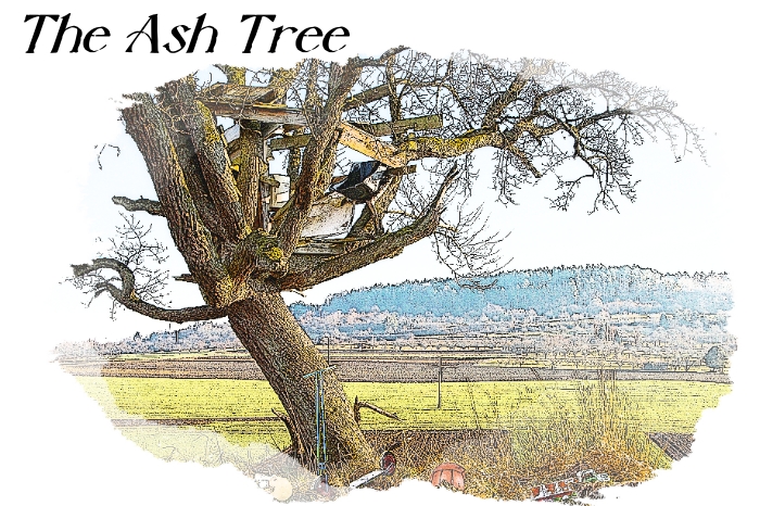 The Ash Tree